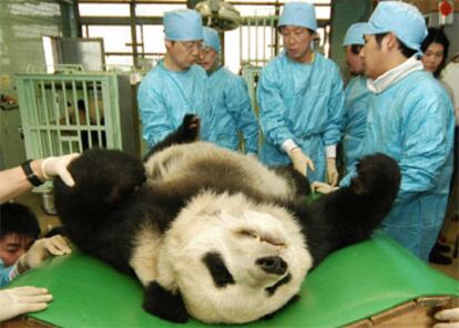 Varios veterinarios del zoo de Tokio inseminan a Shuan Shuan.