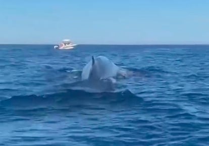 Captura de pantalla del vídeo en el que se observa a distintas embarcaciones cerca de tres ballenas.