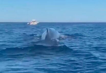 Captura de pantalla del vídeo en el que se observa a distintas embarcaciones cerca de tres ballenas.