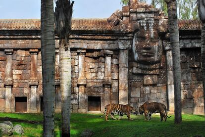 El Bioparc de Fuengirola, conocido como "el primer parque de las selvas del mundo", alberga más de 200 especies, muchas de ellas en peligro de extinción, como el bellísimo tigre de Sumatra.