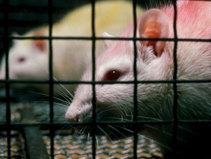 Dos ratas de laboratorio.