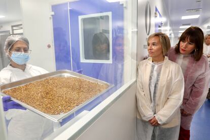 Crisálidas de polillas en el laboratorio de Cocoon en Bizkaia.