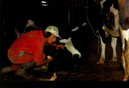 Un estudiante del Juan XXIII atiende a una vaca en el recinto del colegio, en Cochabamba, en los años ochenta.