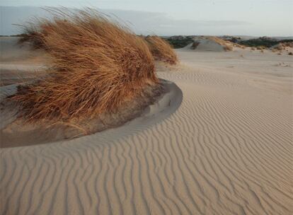 Las dunas de Doñana "avanzan literalmente como olas lentísimas empujadas por el viento"