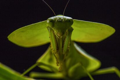 Mantis escudo (Choeradodis sp.) camuflada entre la vegetación a la espera de cazar una presa. San Lorenzo, Ecuador.