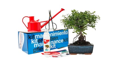 Kit de cultivo de bonsai em fundo branco.