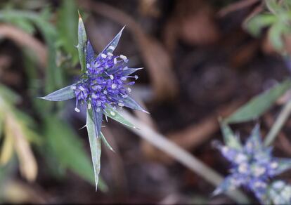 Flor de 'Eryngium viviparum'.