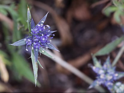 Flor de 'Eryngium viviparum'.