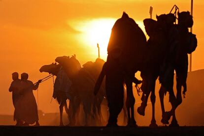 Unos hombres guían a unos camellos durante el Festival del Camello de Dhafra en el desierto cerca de la ciudad de Madinat Zayed (Emiratos Árabes Unidos).