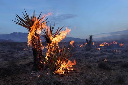 Una yuca arde en el desierto de Mojave, en California.
