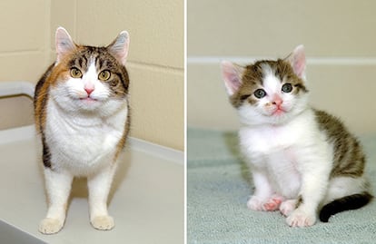 The first cloned cat (right) lost the orange color of the cat from which the DNA was copied (left).