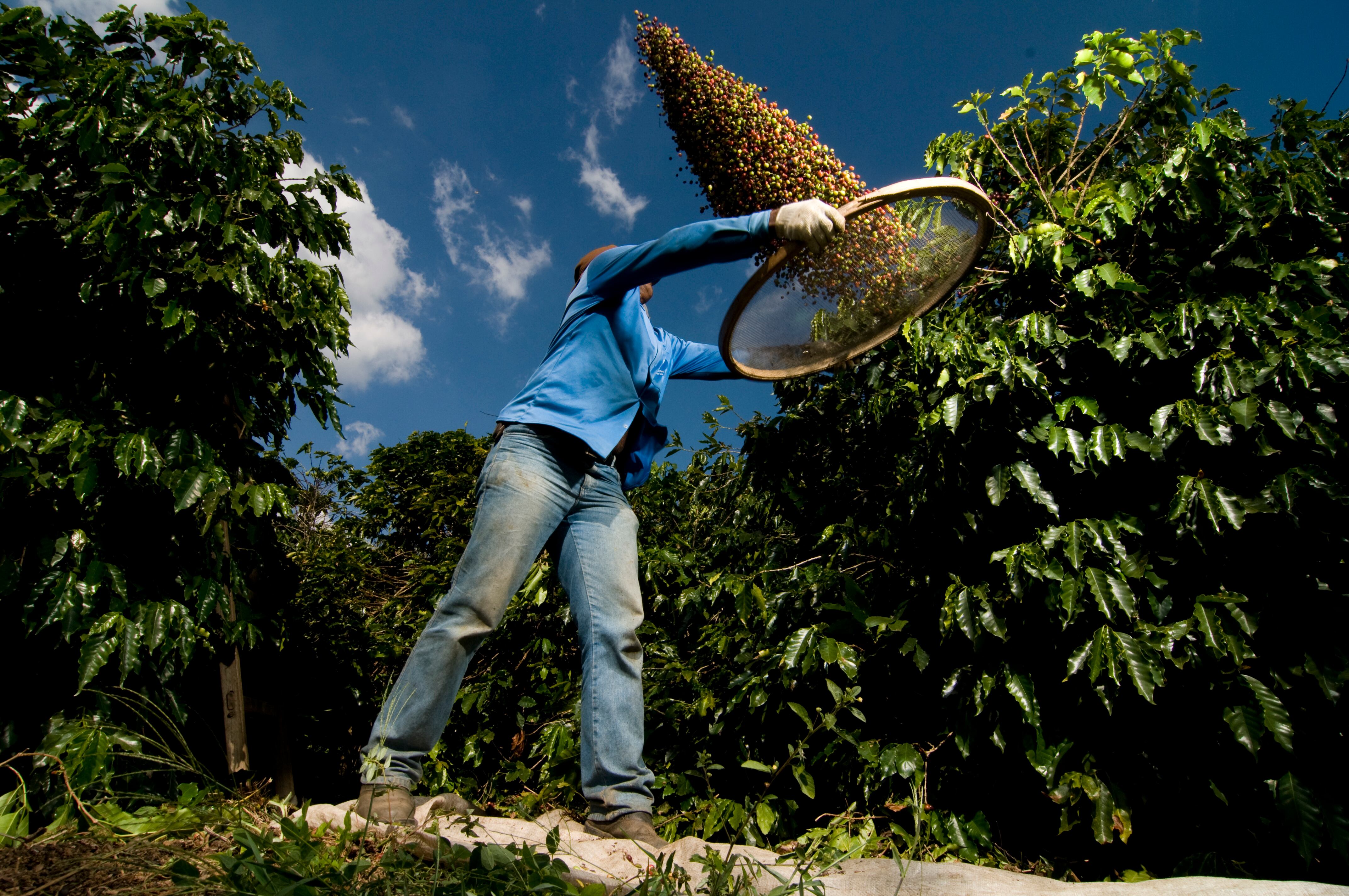 El recolector Moacir Ribeiro da Silva tamiza granos de café en la finca Nova Cintra, en Espirito Santo do Pinhal, Brasil.