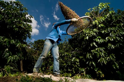 cultivo de café en Brasil