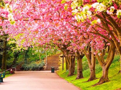 Celebra la llegada de la primavera con estos fondos de pantalla para el ordenador y el móvil