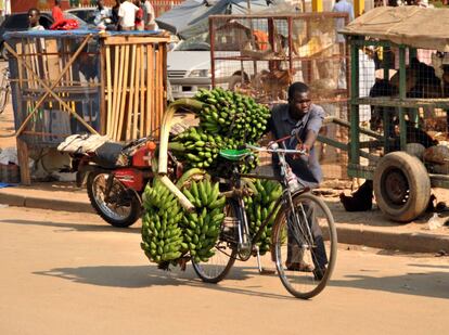 Uganda. El recorrido que hacen los transportistas de matoke suele ser desde la montaña hacia la ciudad (o pueblos) donde se recolectan para después distribuirlos en camiones por el resto del estado y de los países limítrofes. La bicicleta es un elemento esencial para que esta cadena de distribución funcione correctamente.