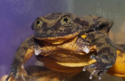 Esta foto de 'Romeo' ha sido tomada por Global Wildlife Conservation este viernes.
