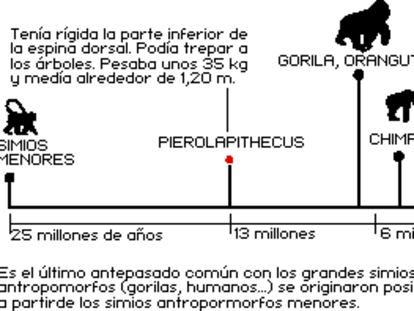 El antepasado común de los antropomorfos