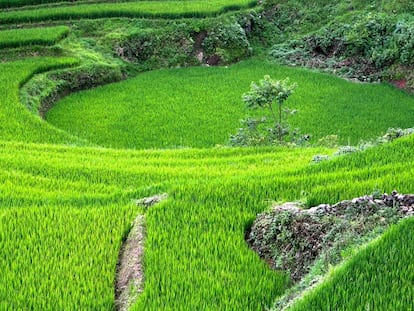 Sapa (Vietnam). 