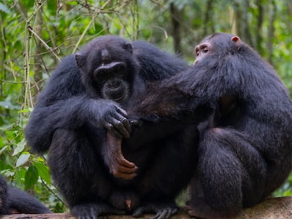 Aunque la mayoría de las veces los chimpancés se curan sus propias heridas, también los han observado curando a otros miembros del grupo. En la imagen, dos miembros de la comunidad de Sonso, en la selva de Budongo, Uganda.
