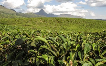 Plantaciones de té en el distrito de Gurúè, en el interior de Mozambique.