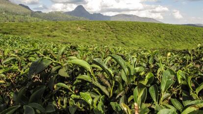 Plantaciones de té en el distrito de Gurúè, en el interior de Mozambique.
