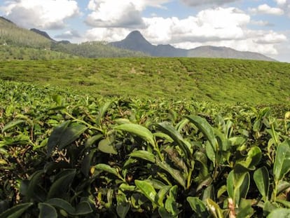 Plantaciones de té en el distrito de Gurúè, en el interior de Mozambique.