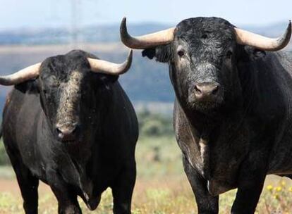 Dos ejemplares de la ganadería de Victorino Martín en Portezuelo (Cáceres).