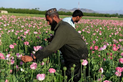 Trabajos agrícolas en un campo de amapolas para recoger la cosecha de opio en la provincia de Kandahar, Afganistán.