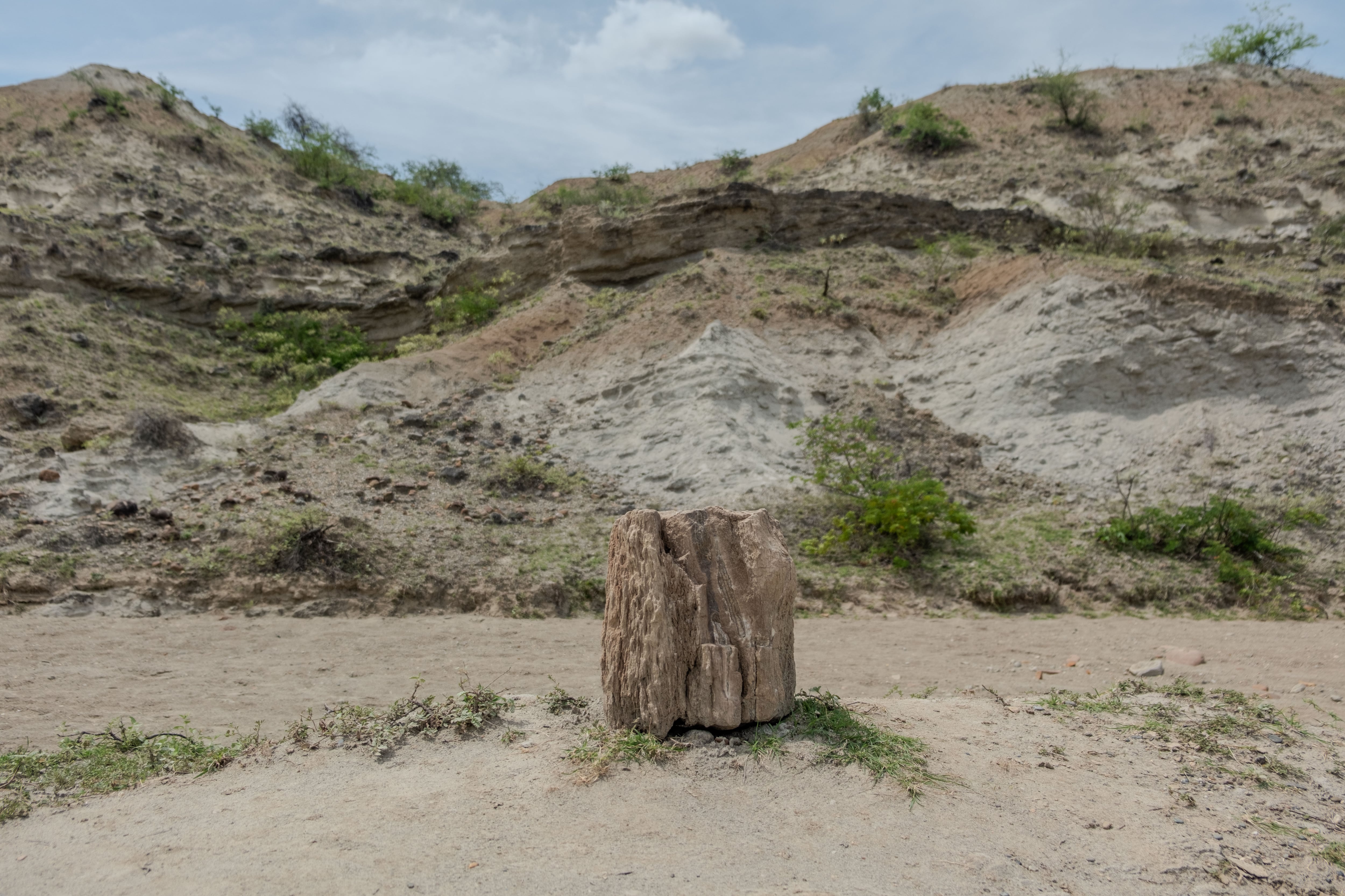 Xilópalo o fósil de tronco de árbol, en el sector Valle de los Xilópalos.