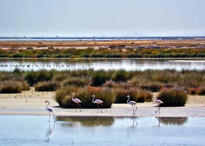 Marismas del río Guadalquivir en Doñana sur, Trebujena. | Lanpernas / Flickr