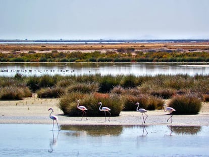 Marismas del río Guadalquivir en Doñana sur, Trebujena. | Lanpernas / Flickr