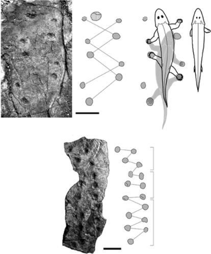 Huellas de manos y pies de un animal de hace 395 millones de años y reconstrucción de su desplazamiento