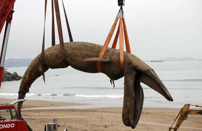 Un ejemplar de la especie rorcual común (Balaenoptera physalus), o ballena de aleta -el segundo más grande después de la ballena azul, de más de 16 metros y 22 toneladas- es retirado este lunes en la playa vizcaína de Sopelana, tras llegar ayer a la costa cantábrica y fallecer.