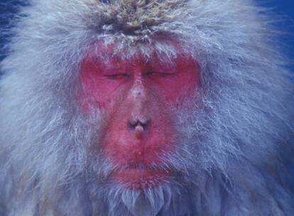 200 macacos rojos o monos de las nieves habitan en el parque de los monos Jigokudani, en Yudanaka, un pueblo cerca de Nagano, en la isla japonesa de Honshu