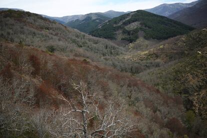 El Hayedo de Montejo es el bosque con mayor densidad de árboles centenarios de la Comunidad de Madrid. En sus 125 hectáreas viven 120.500 ejemplares de varias especies de los que 900 son centenarios.