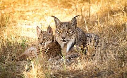 Dos linces ibéricos.