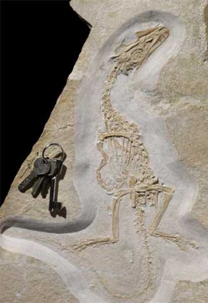 Fósil de <i>Juravenator</i> junto a llaves como referencia de tamaño.