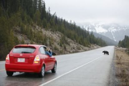 Un oso 'grizzly' cruza la Icefields Parkway, en el parque nacional de Banff (Canadá), ante el coche de unos turistas.