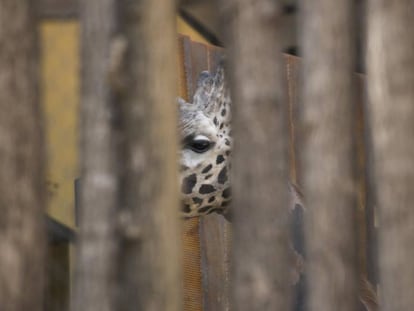 Girafa tancada en el Zoo de Barcelona. 