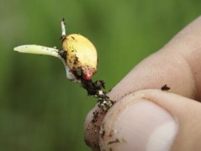 Semilla de maíz en la planta de Monsanto en Chesterfield (Missuri, EE UU).