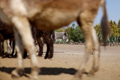 Burrolândia, que está a apenas 10 quilômetros das famosas pirâmides de Teotihuacán, foi criada para resgatar burros do maltrato e abuso e é na atualidade um dos poucos santuários que existem para esta espécie no México.