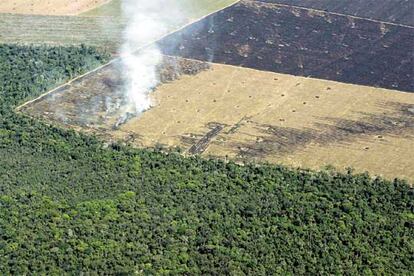 La ministra brasileña de Medio Ambiente, Marina Silva, ha asegurado que "intensificaremos nuestras acciones para combatir la deforestación ilegal en las áreas más críticas". La selva amazónica cubre un 60% del territorio de Brasil.