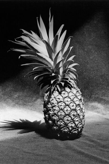  

	Robert Mapplethorpe
	Pineapple, 1985