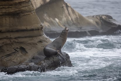 Un león marino, en California, el 8 de octubre de 2024. 