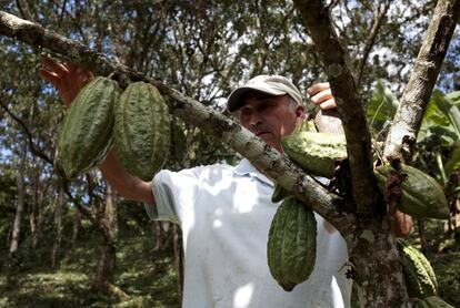 Planta de cacao en la granja San Miguel.