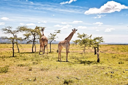 La Reserva Nacional de Masái Mara, en Kenia.