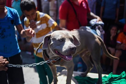 El perro 'Bolillo' durante una pausa en Huitxtla (Chiapas). 