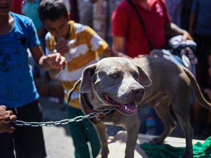 El perro 'Bolillo' durante una pausa en Huitxtla (Chiapas). 