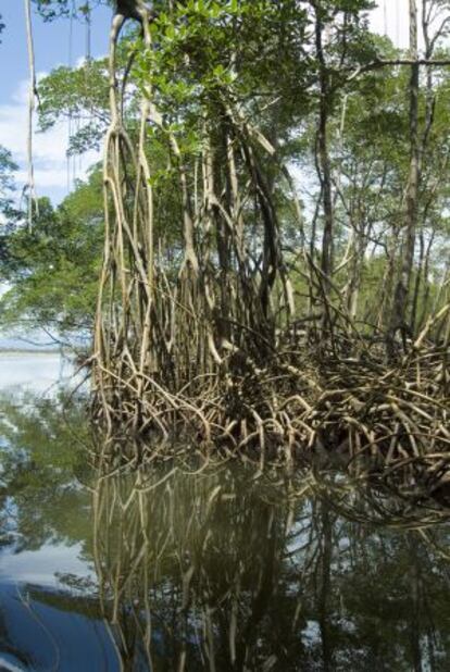 Manglares en el parque nacional de Los Haitises. 