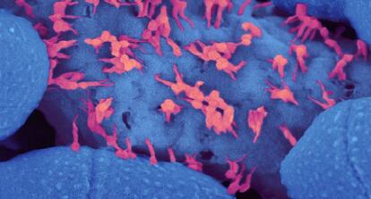 Virus bacteriófagos escapan de una célula moribunda.